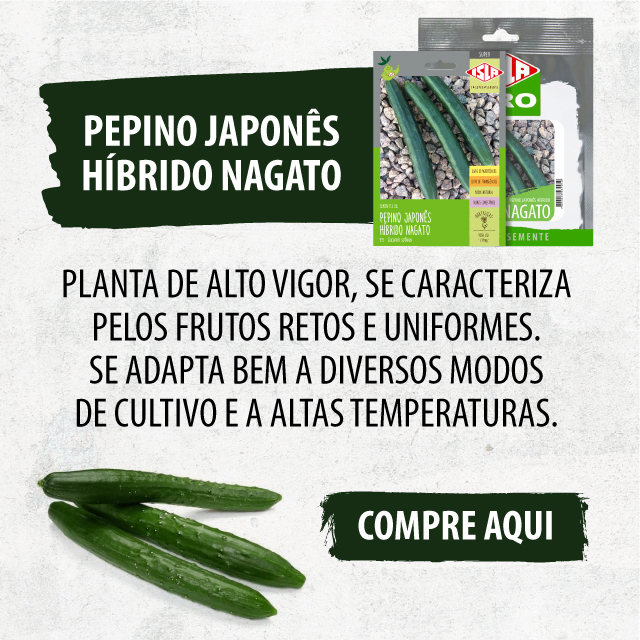 Pepino Híbrido Japonês Nagato